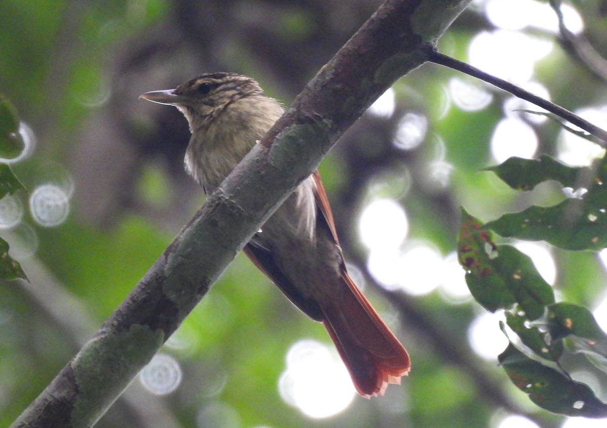 Chestnut-winged Hookbill - ML638150989
