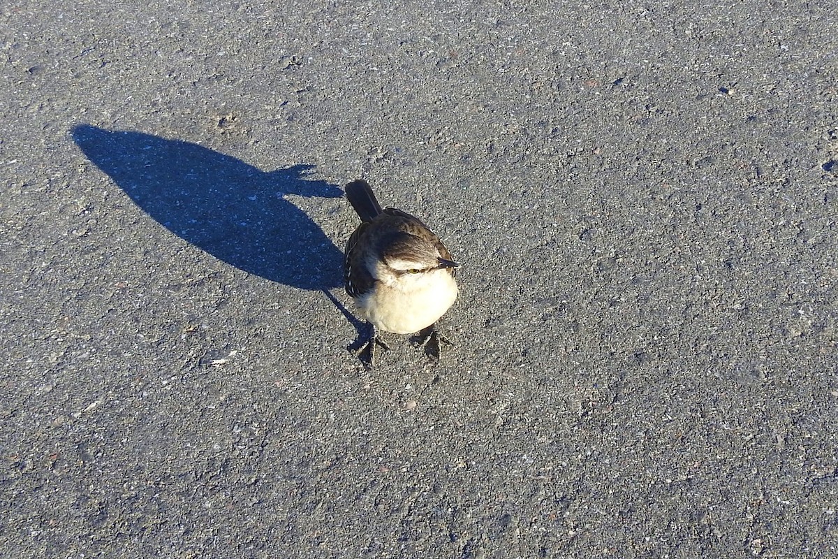 Chalk-browed Mockingbird - ML638151056