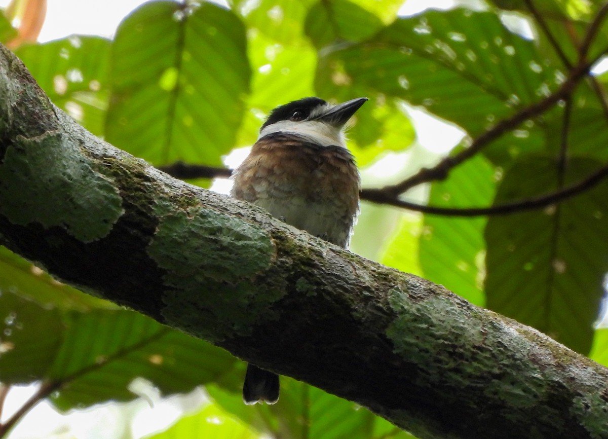 Brown-banded Puffbird - ML638151075