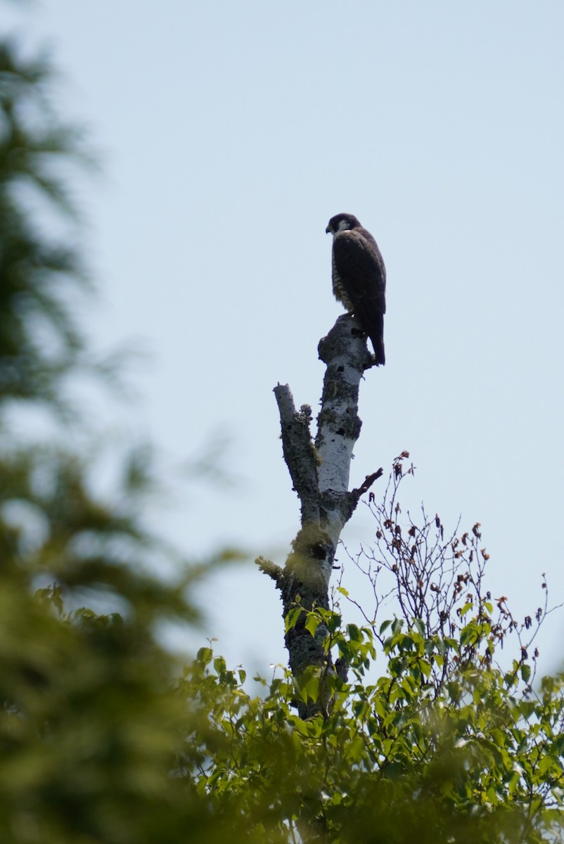 Peregrine Falcon - ML638151105