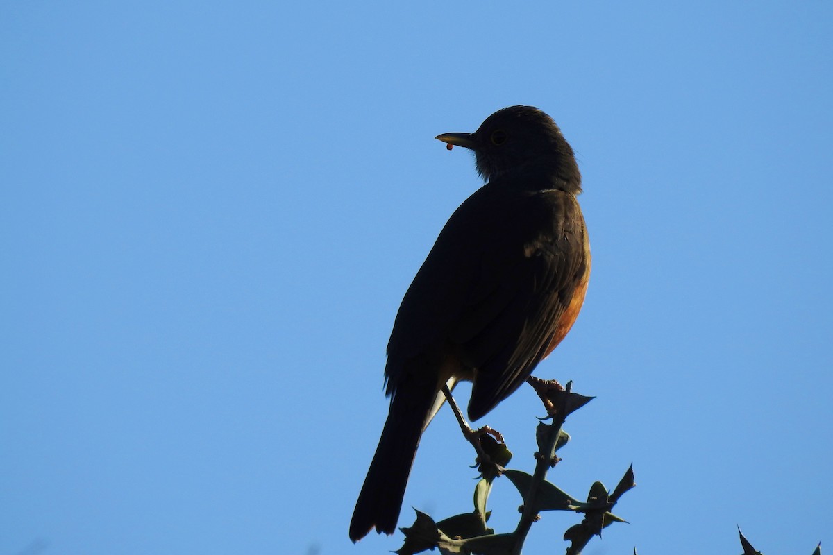 Rufous-bellied Thrush - ML638151108