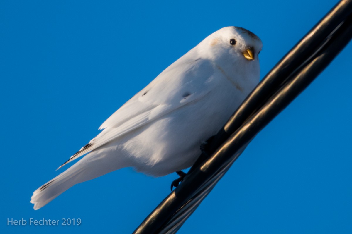 McKay's Bunting - ML638151171