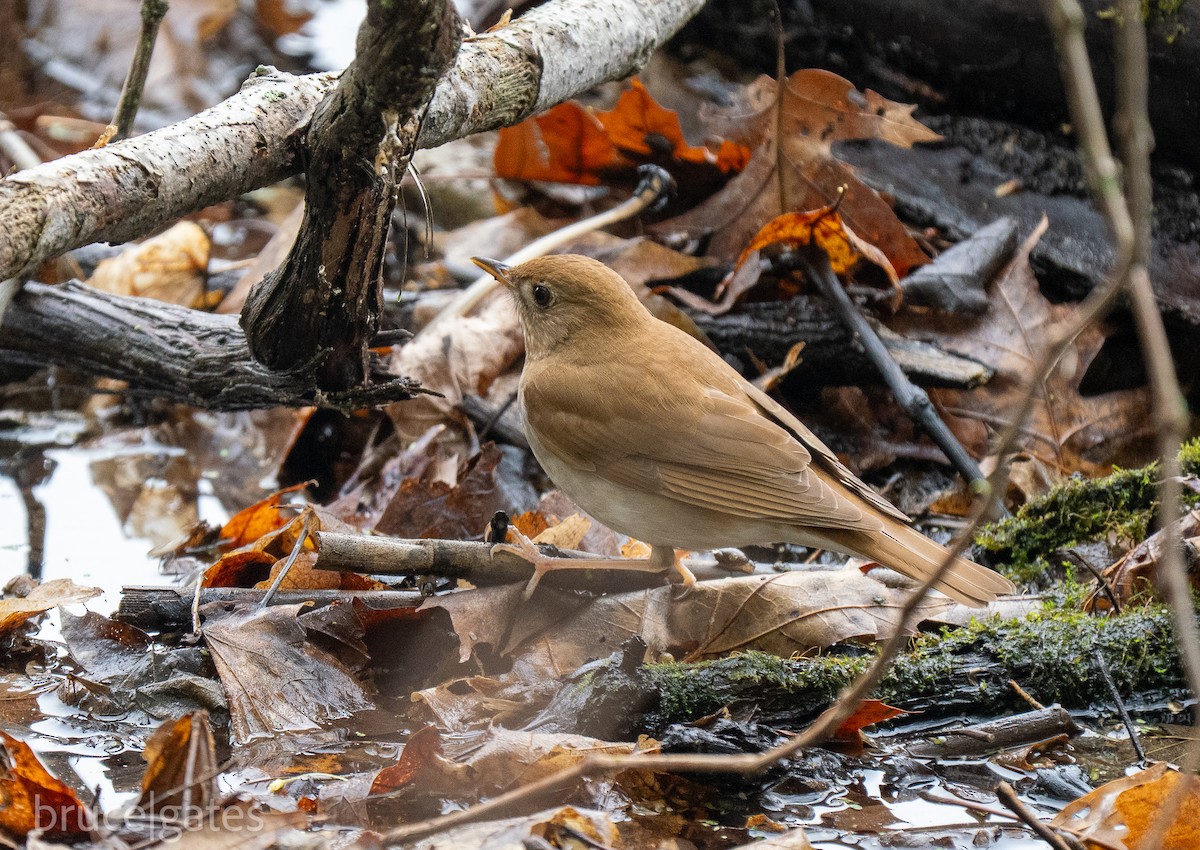 Veery - ML638151247