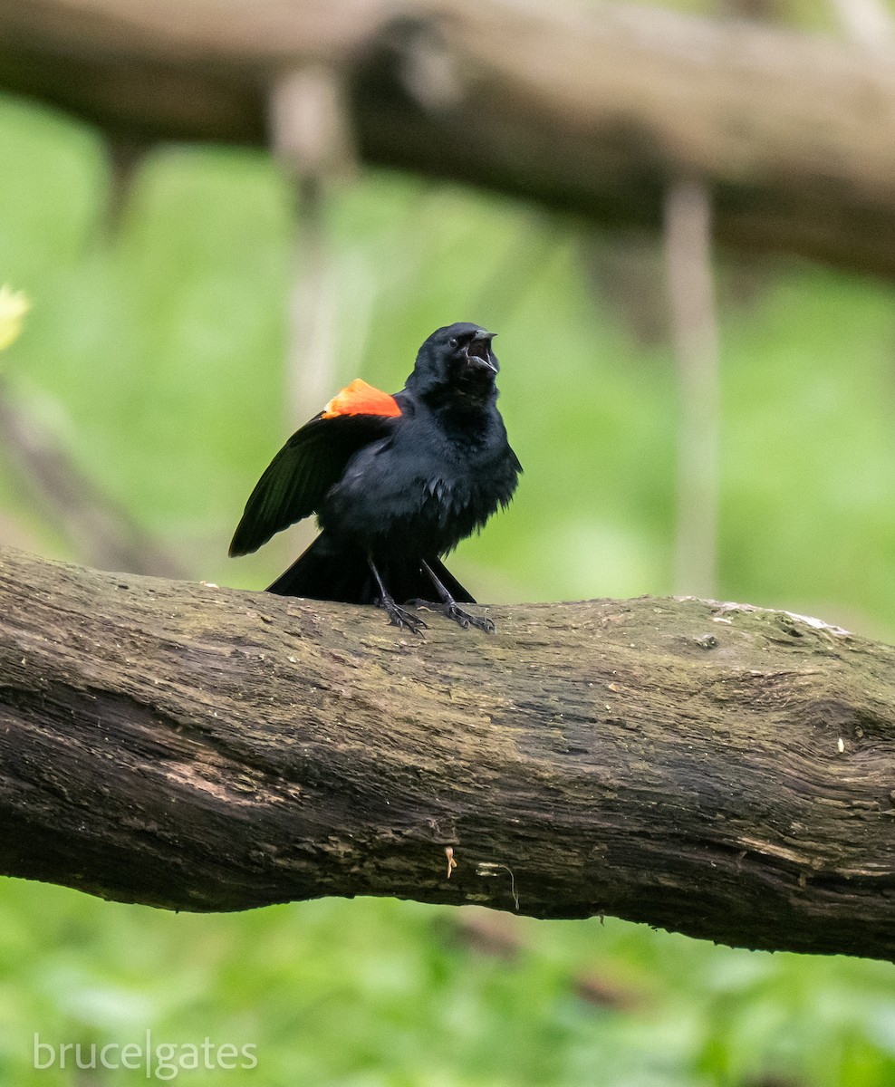 Red-winged Blackbird - ML638151251