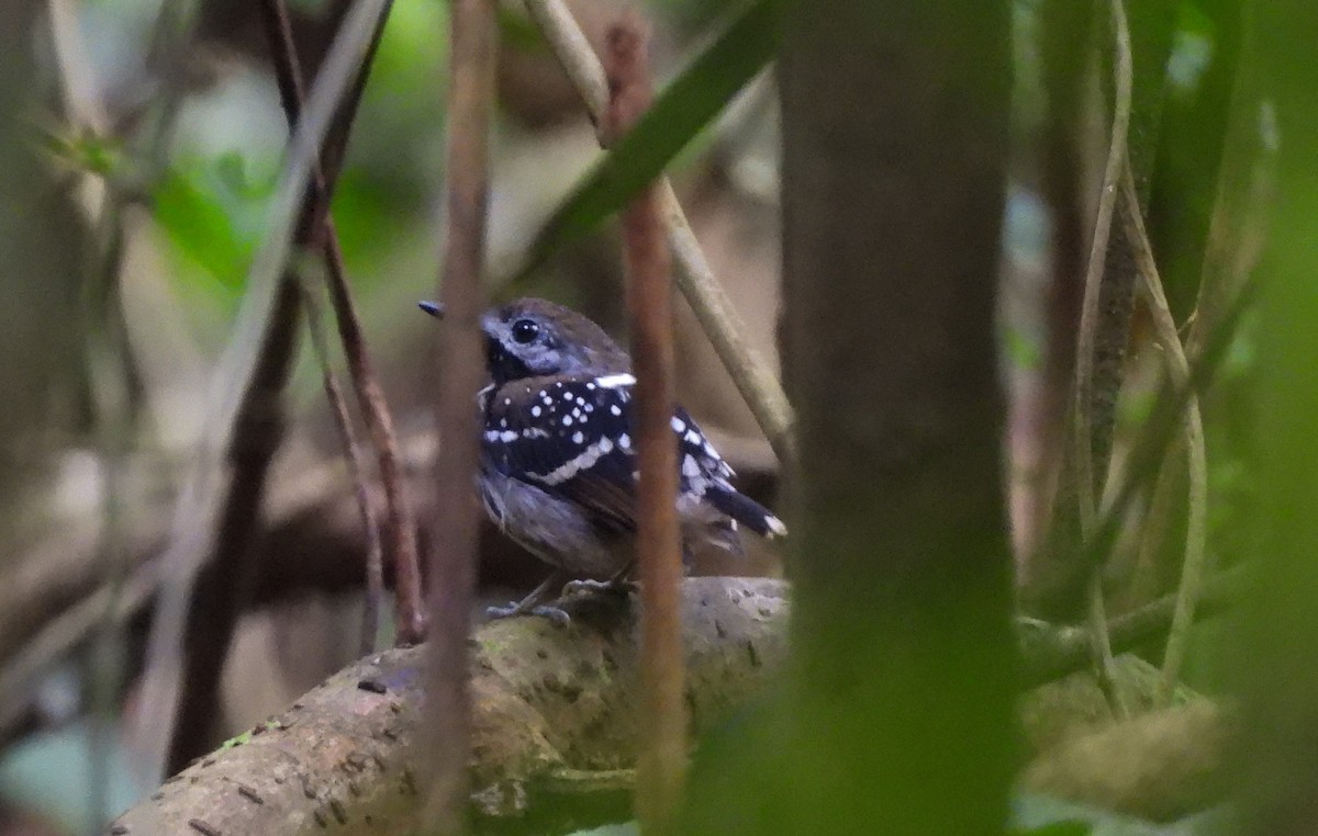 Dot-backed Antbird - ML638151264