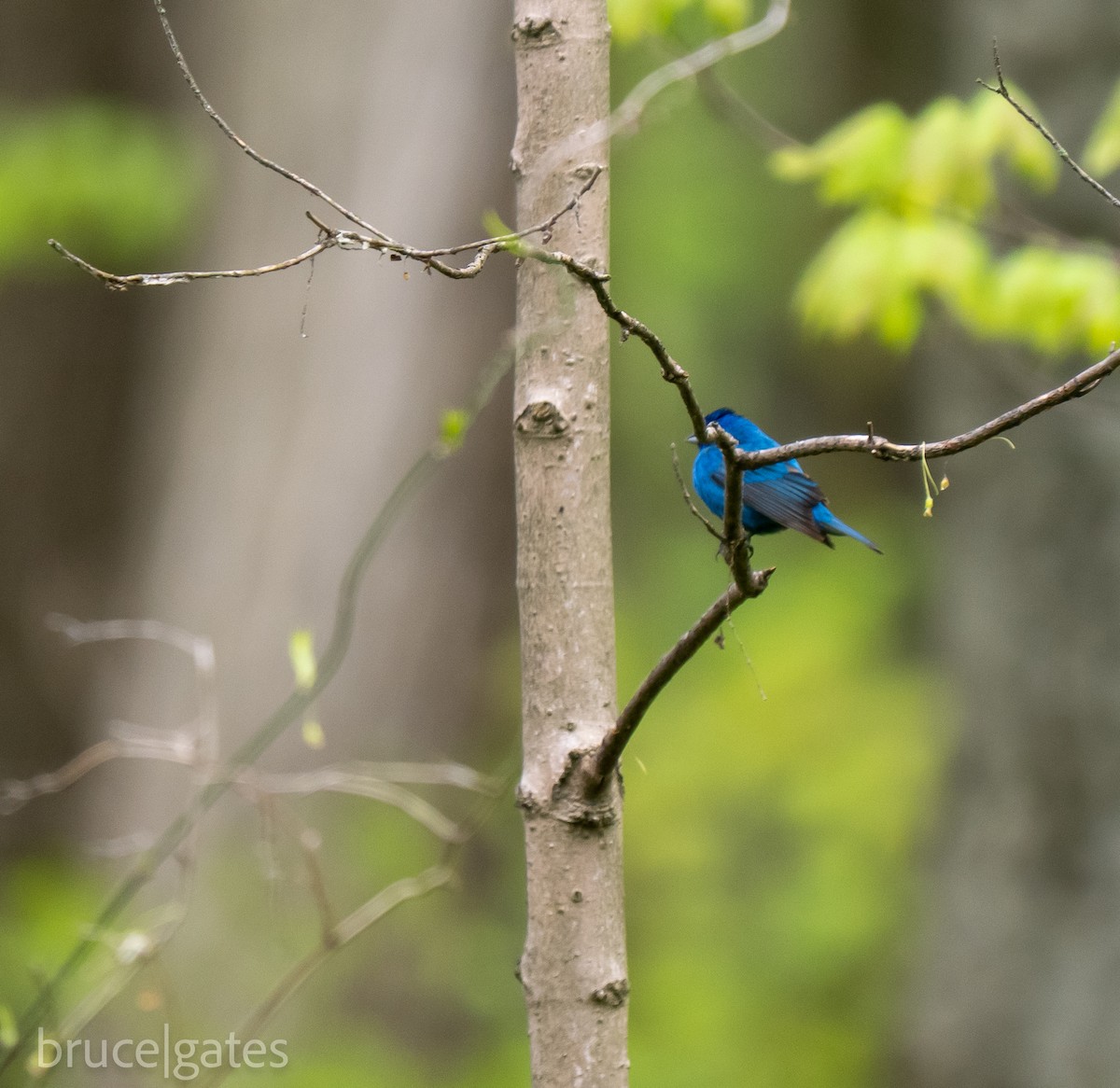 Indigo Bunting - ML638151269