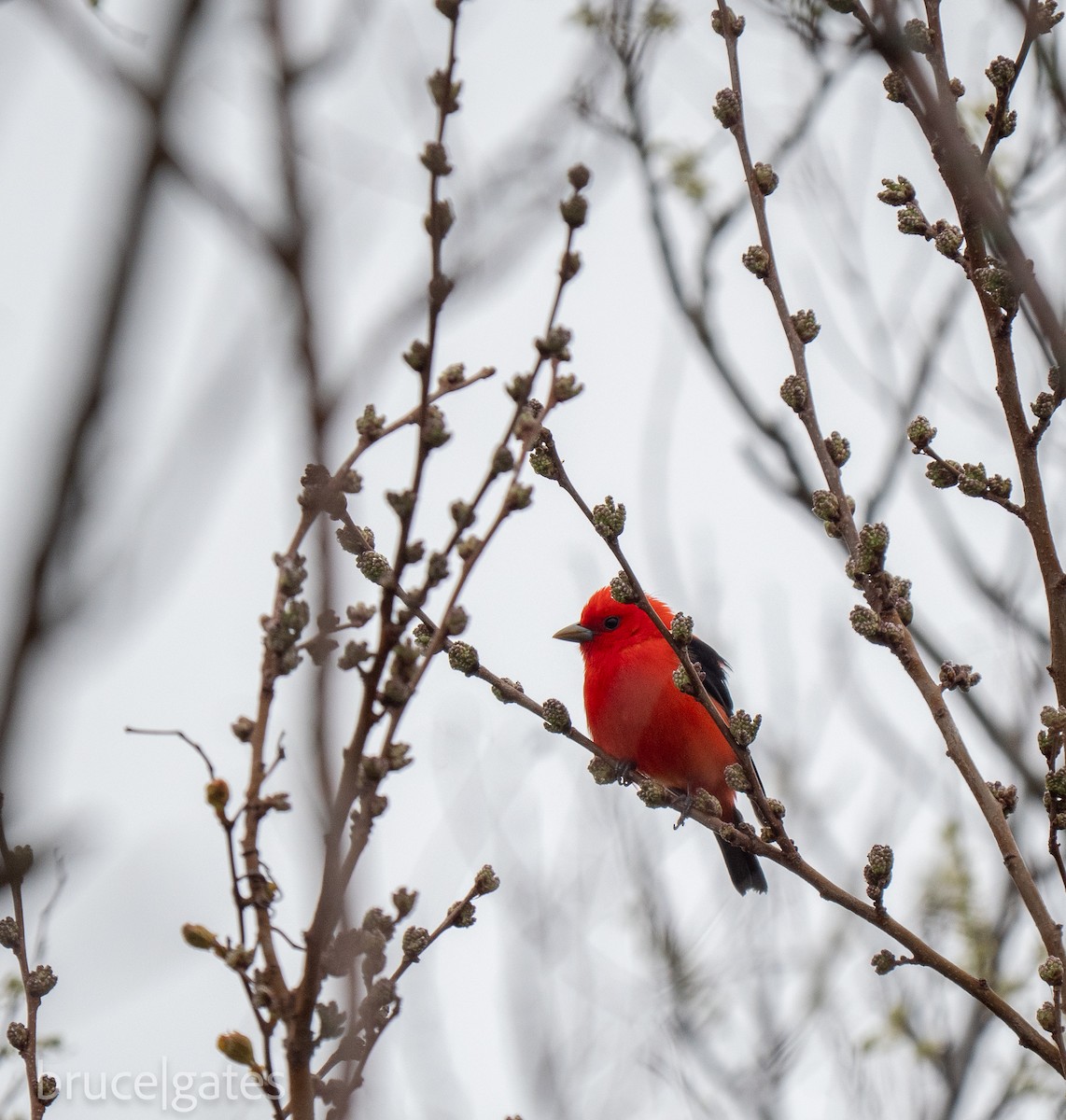 Scarlet Tanager - ML638151274
