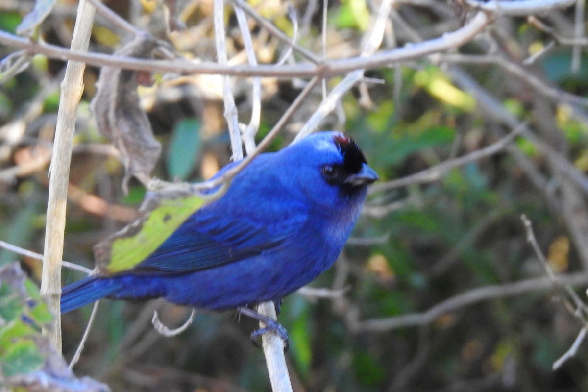 Diademed Tanager - ML638151281