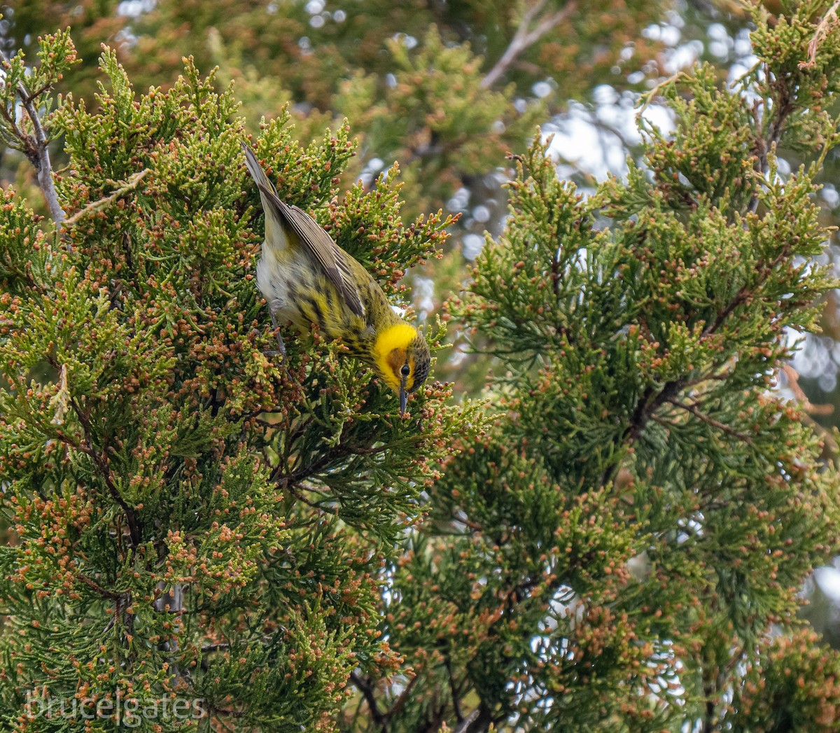 Cape May Warbler - ML638151293