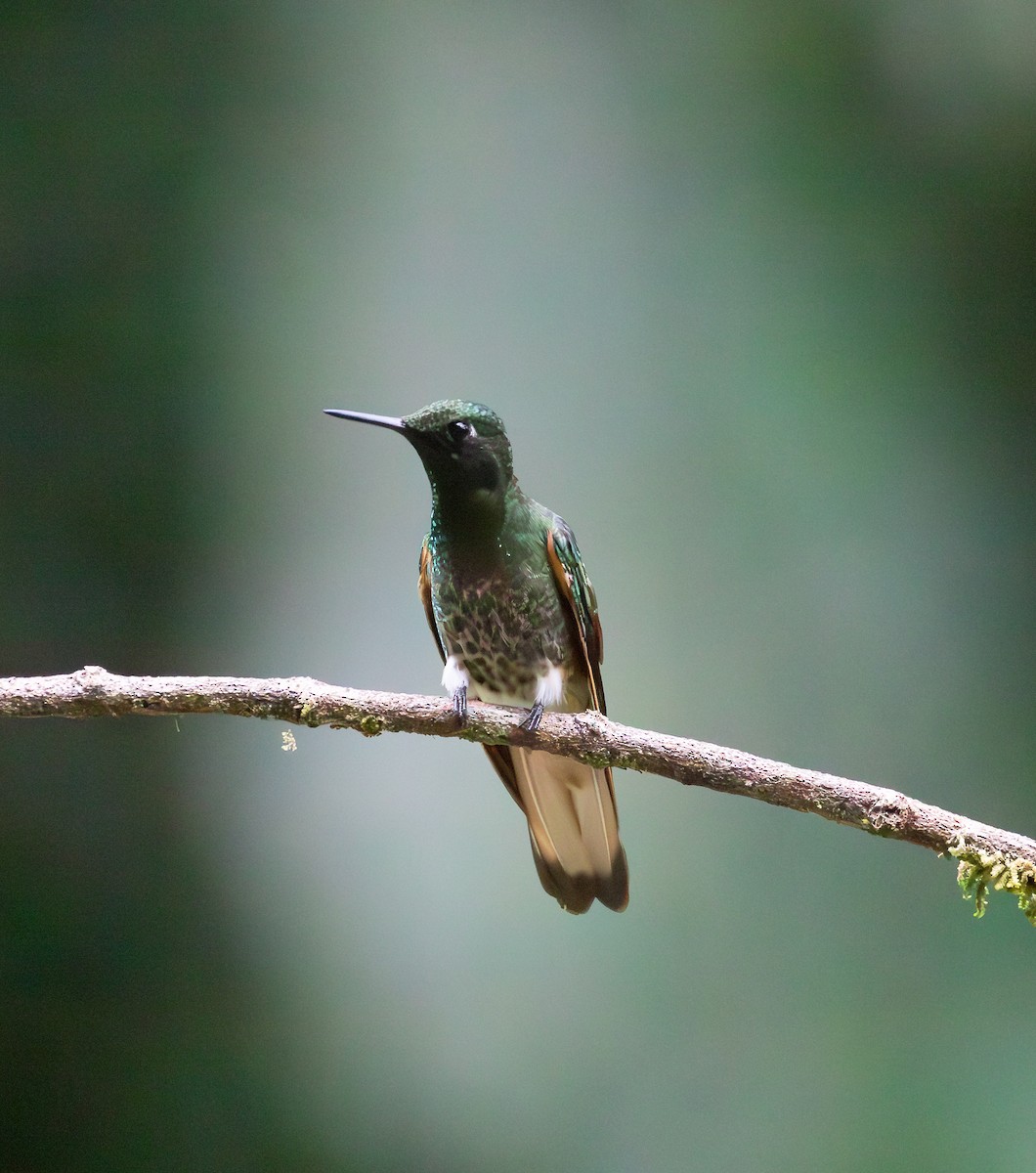 Buff-tailed Coronet - ML638151300