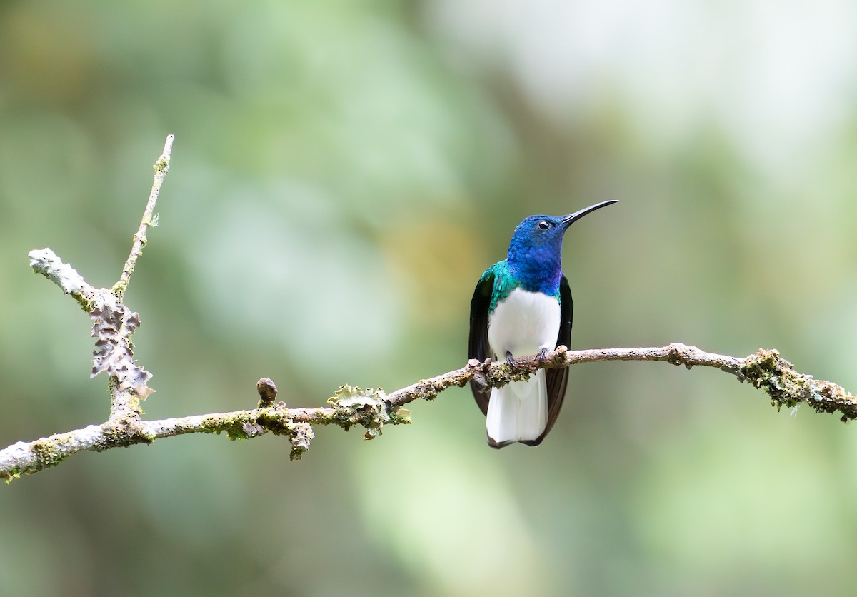 White-necked Jacobin - ML638151361