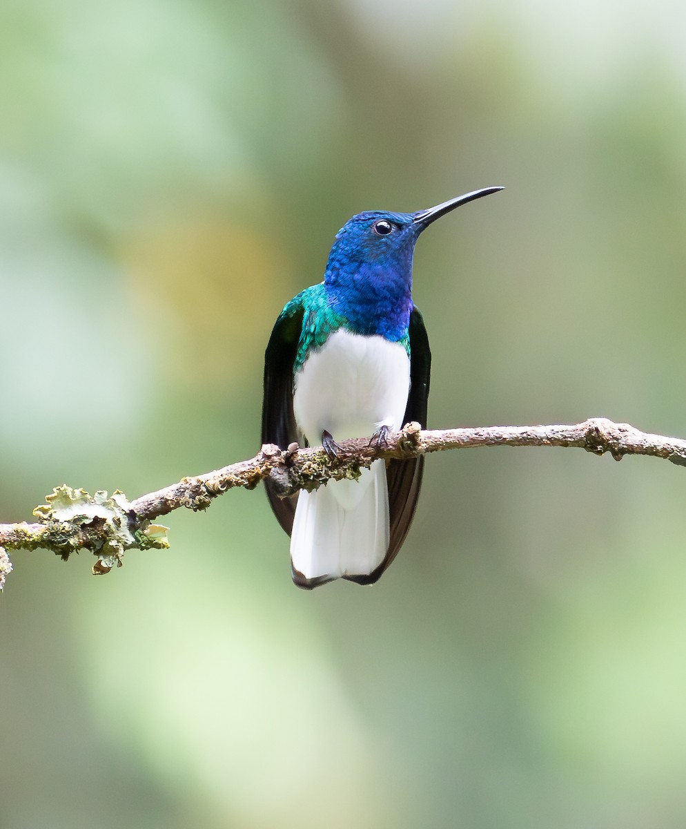 White-necked Jacobin - ML638151362