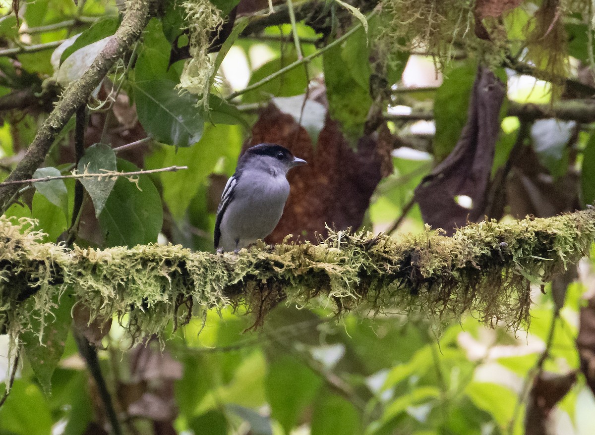 White-winged Becard - ML638151380