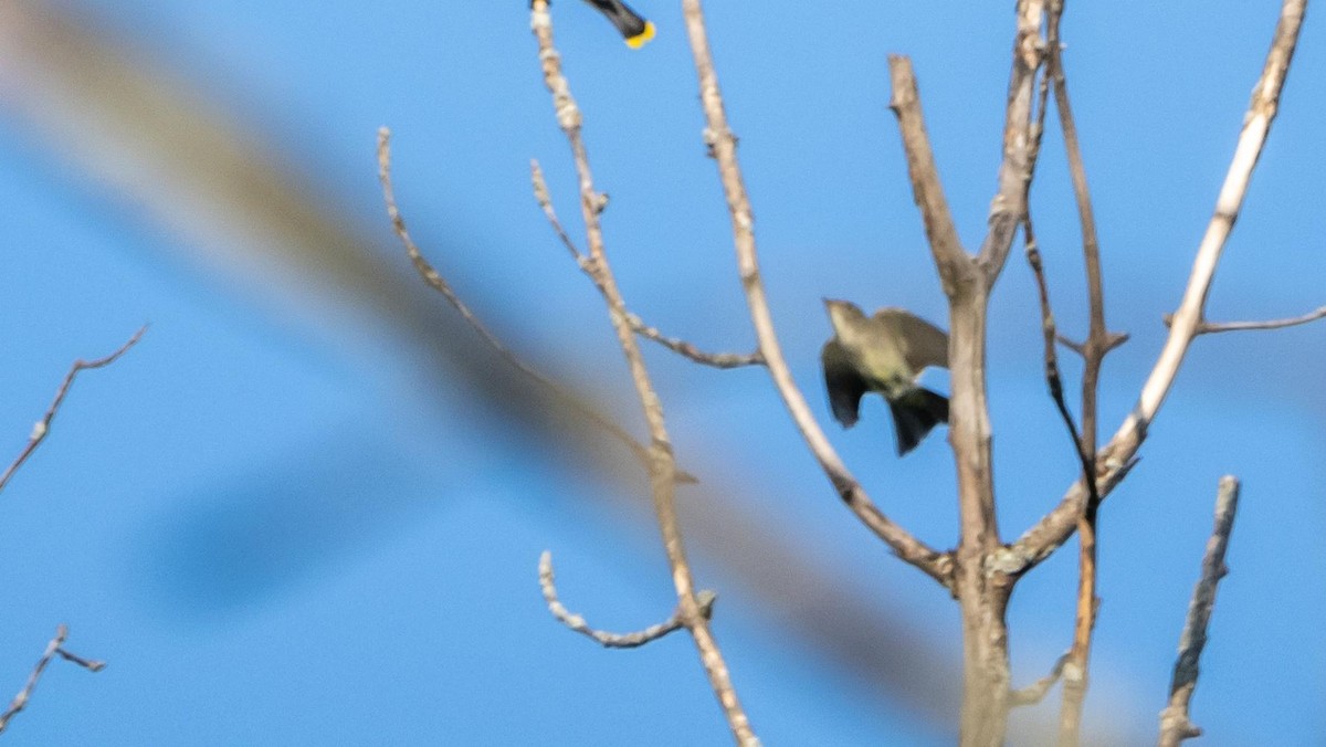 Empidonax sp. - ML638151385
