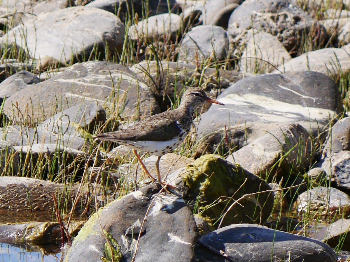 Spotted Sandpiper - ML638151409