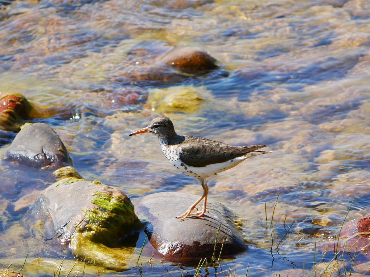 Spotted Sandpiper - ML638151411