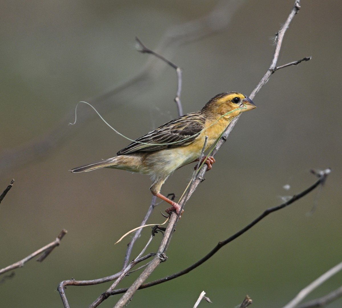 Asian Golden Weaver - ML638151415