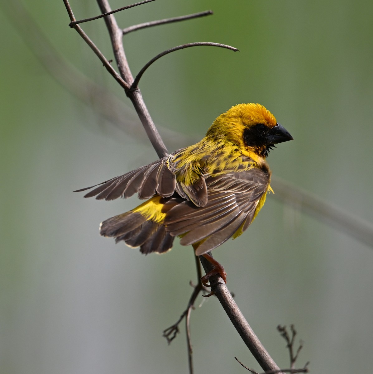 Asian Golden Weaver - ML638151416