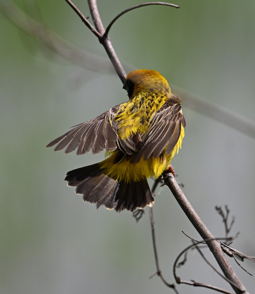 Asian Golden Weaver - ML638151417