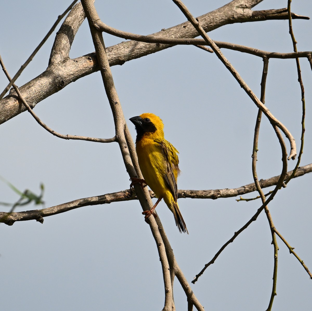 Asian Golden Weaver - ML638151418