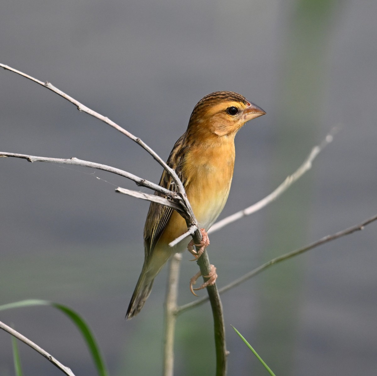 Asian Golden Weaver - ML638151419