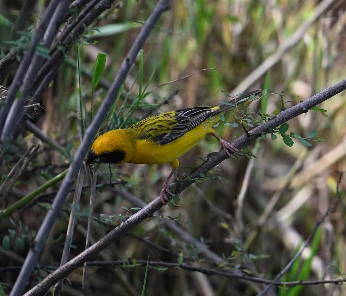 Asian Golden Weaver - ML638151421