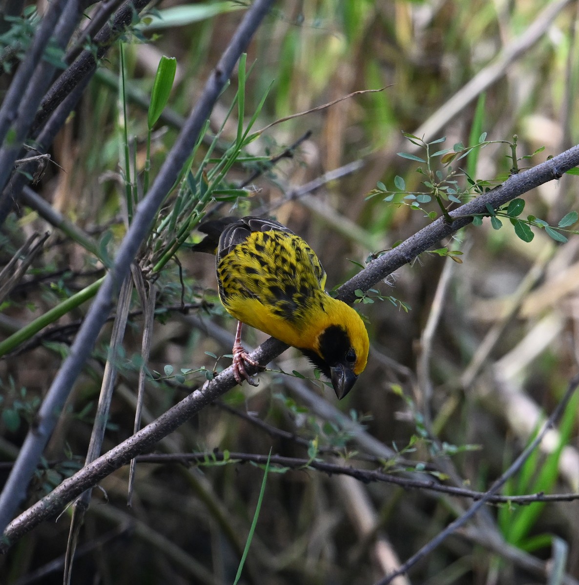 Asian Golden Weaver - ML638151422