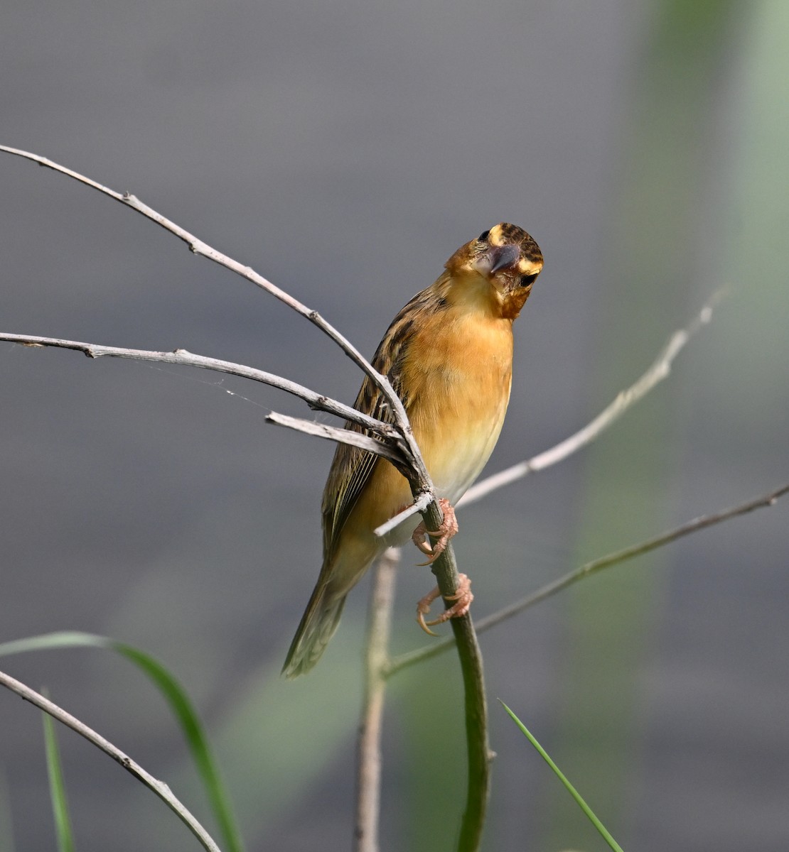 Asian Golden Weaver - ML638151423
