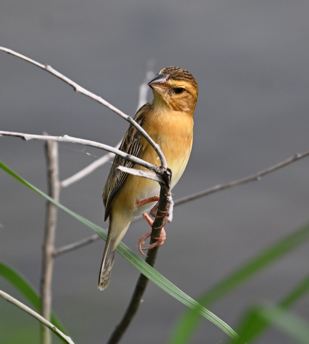 Asian Golden Weaver - ML638151424