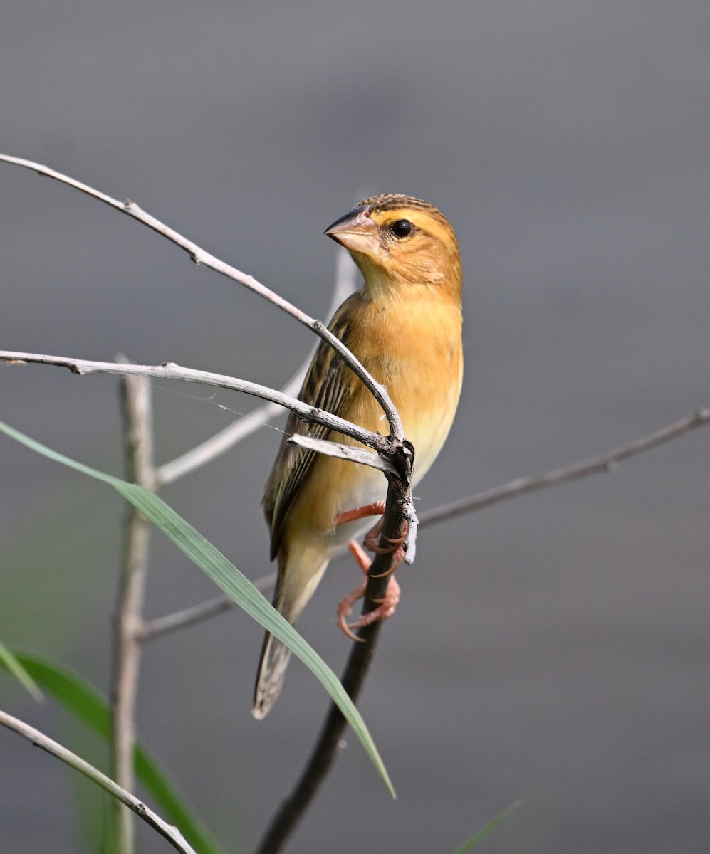 Asian Golden Weaver - ML638151425