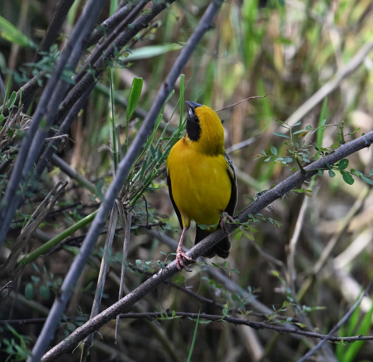 Asian Golden Weaver - ML638151426