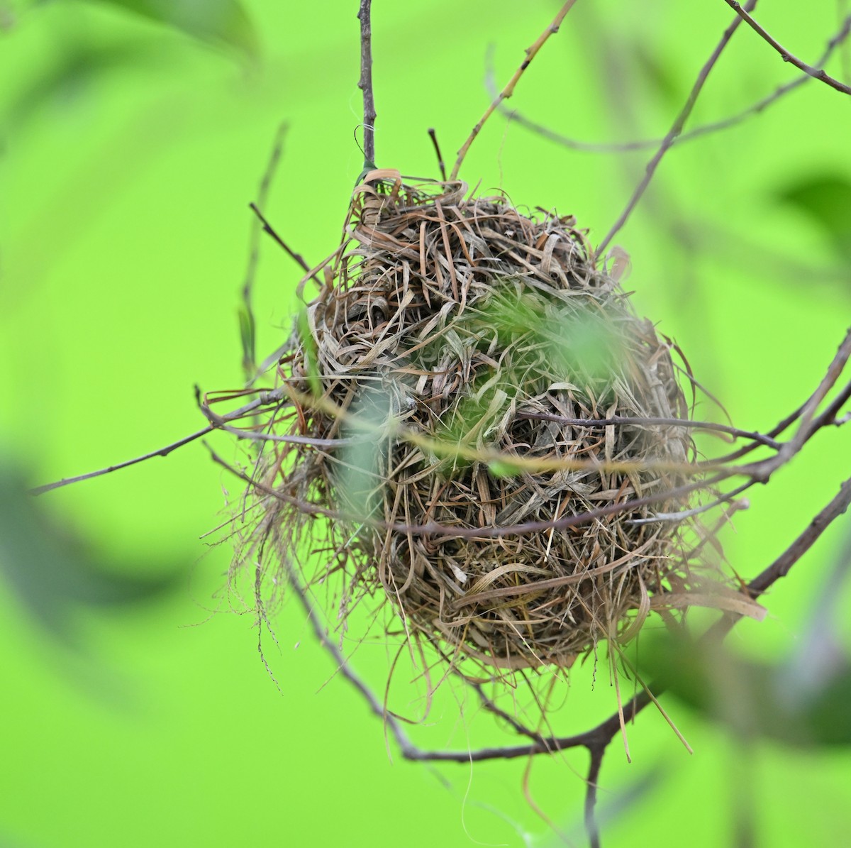 Asian Golden Weaver - ML638151429