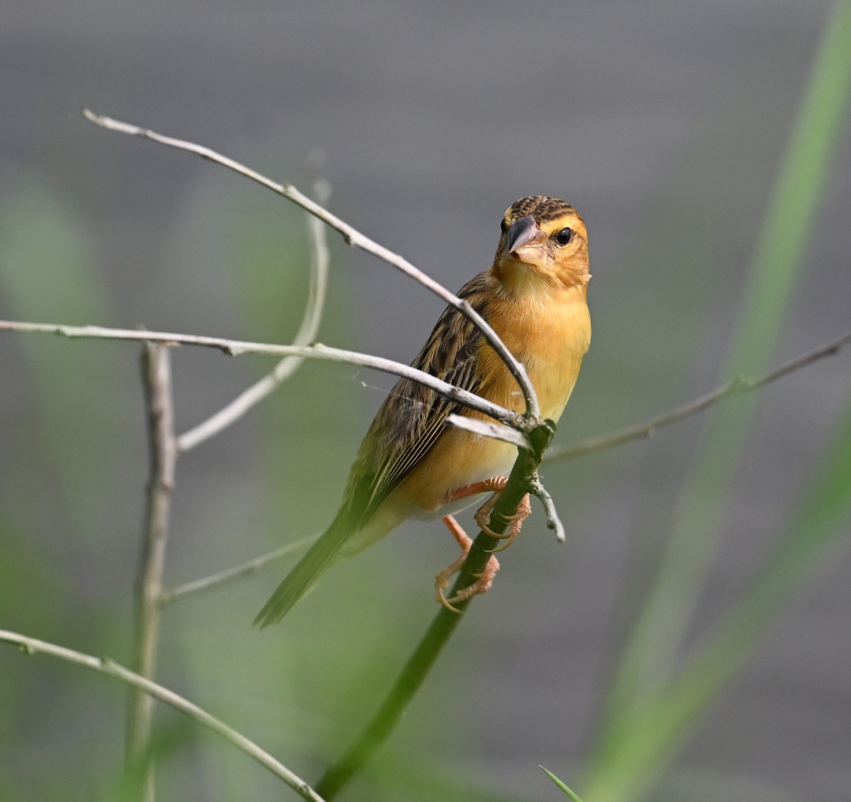 Asian Golden Weaver - ML638151430