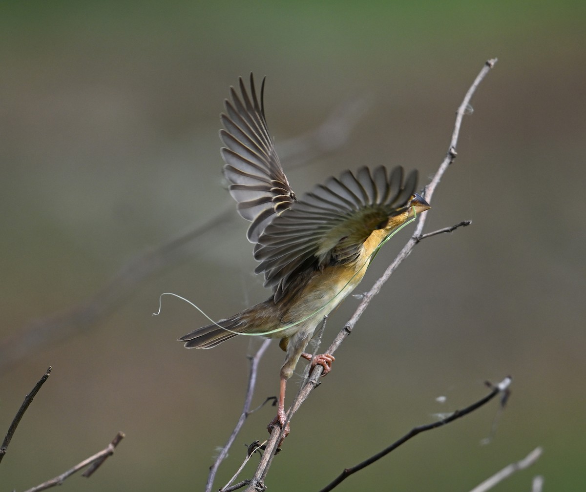 Asian Golden Weaver - ML638151432