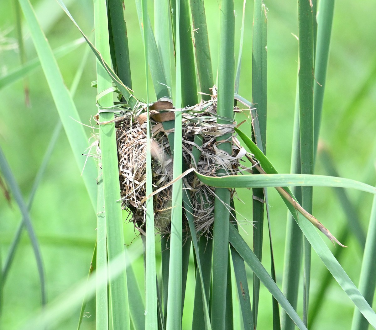 Asian Golden Weaver - ML638151433