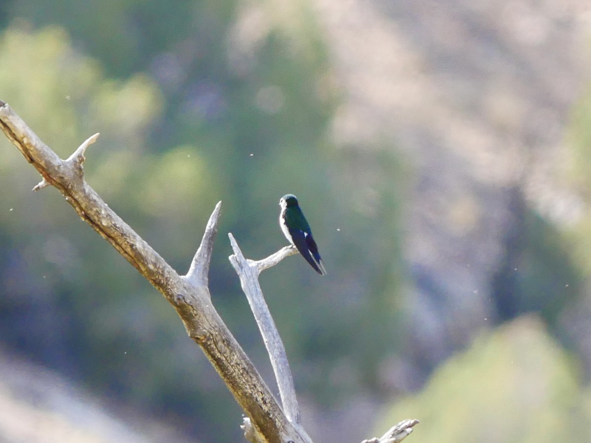 Violet-green Swallow - ML638151438