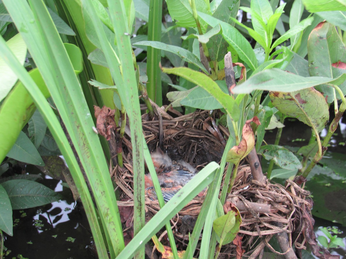 Red-winged Blackbird - ML638151445