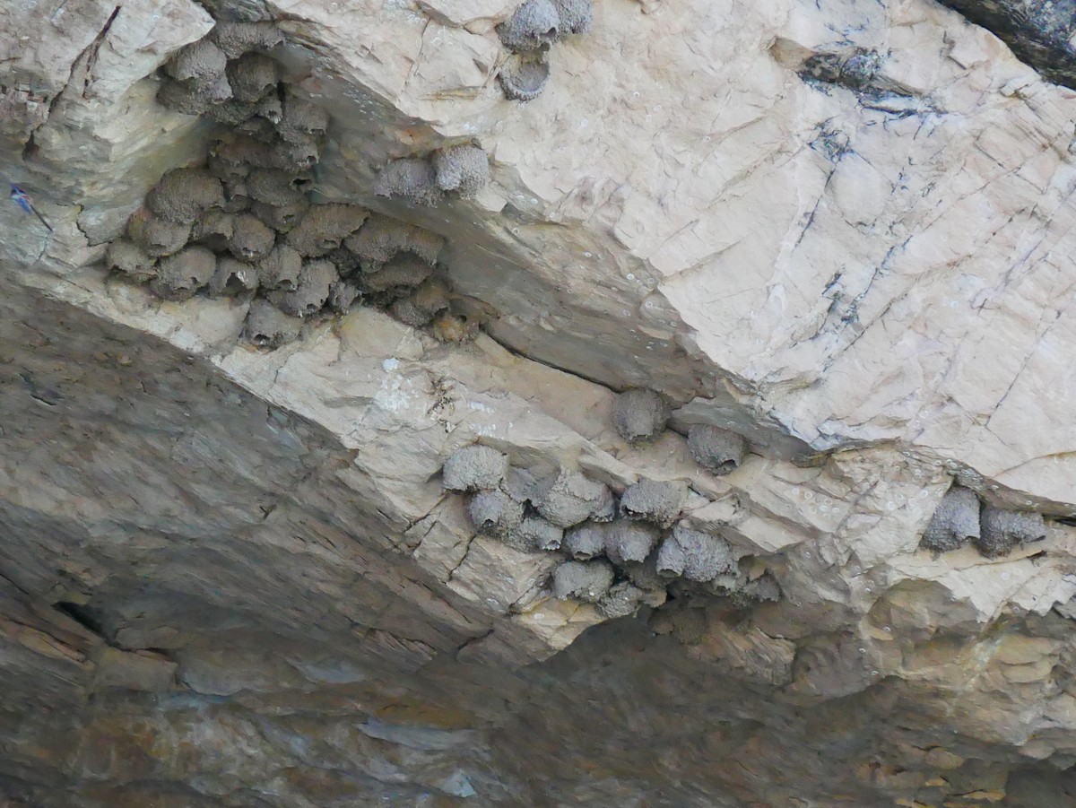 Cliff Swallow - ML638151446