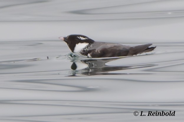 Ancient Murrelet - ML638151455