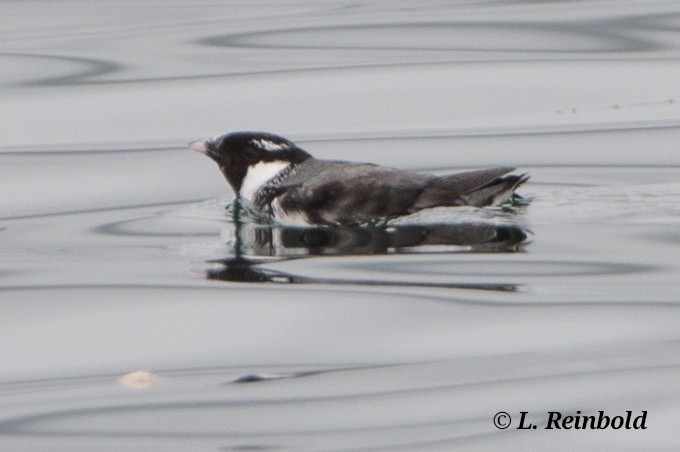 Ancient Murrelet - ML638151456