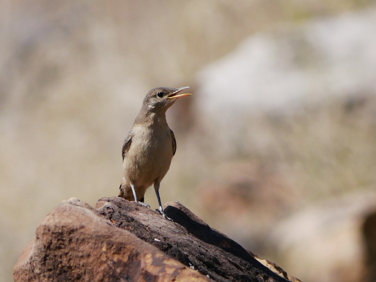 Rock Wren - ML638151468