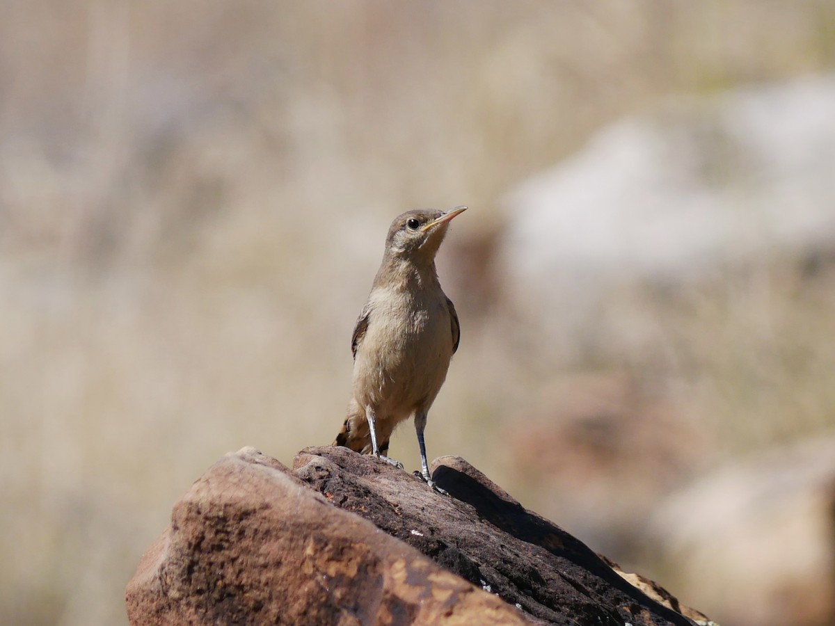 Rock Wren - ML638151469