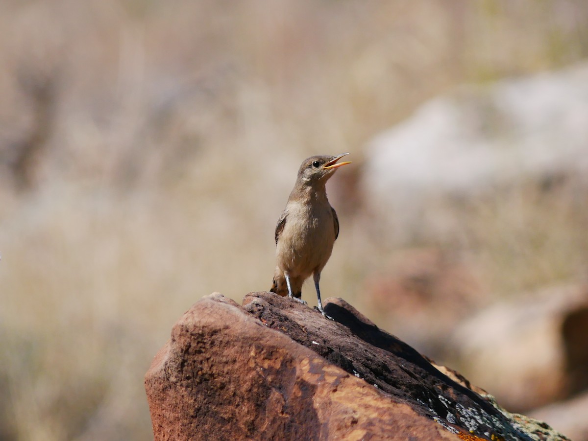 Rock Wren - ML638151470