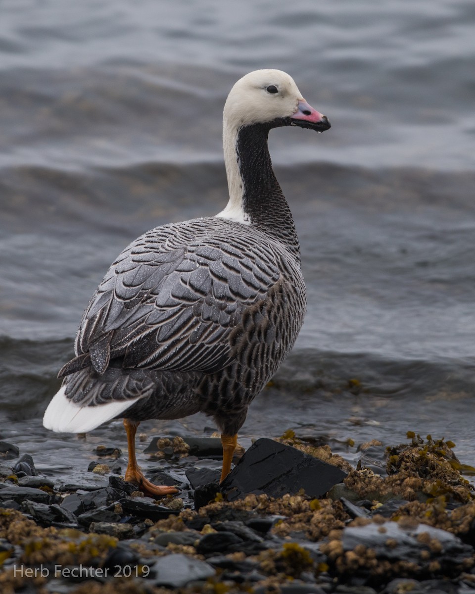 Emperor Goose - ML638151507