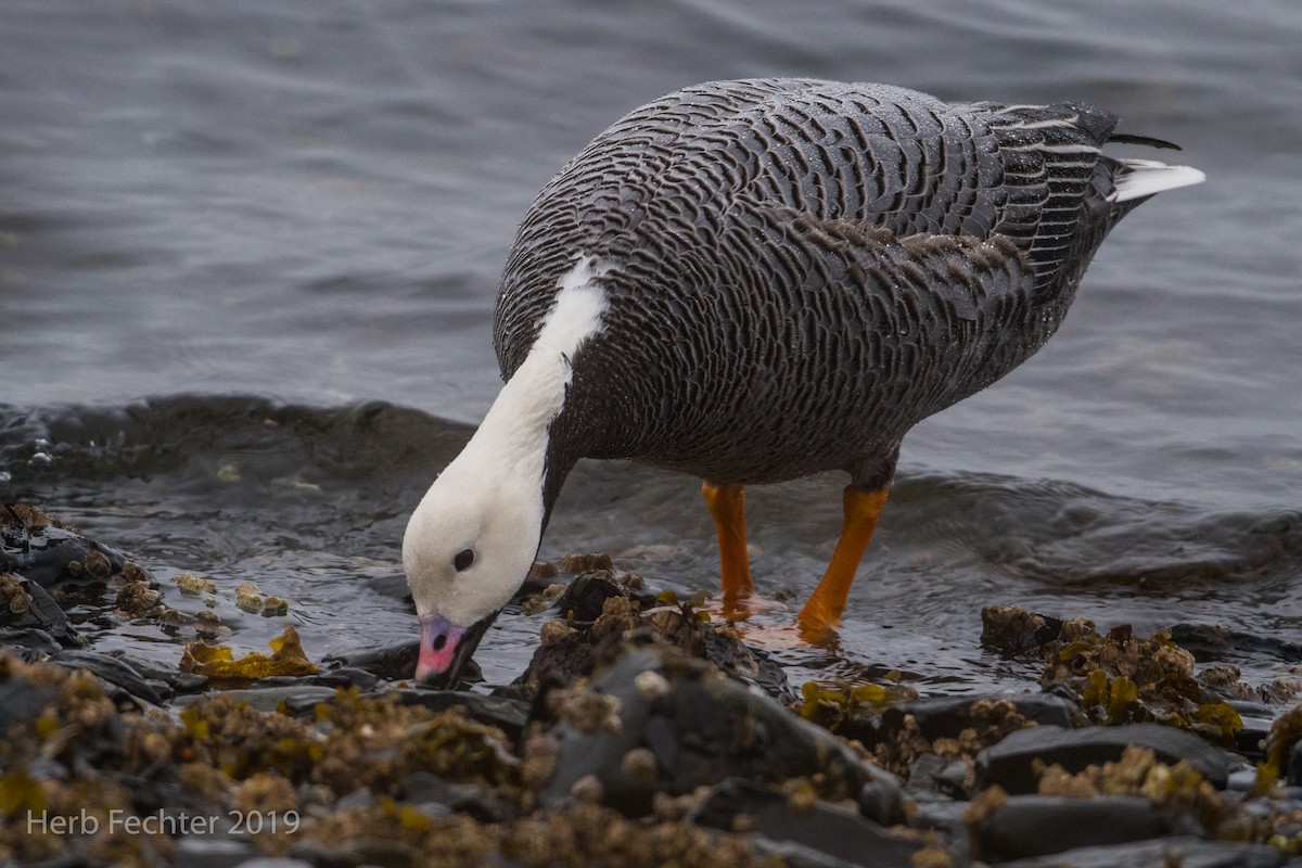 Emperor Goose - ML638151508