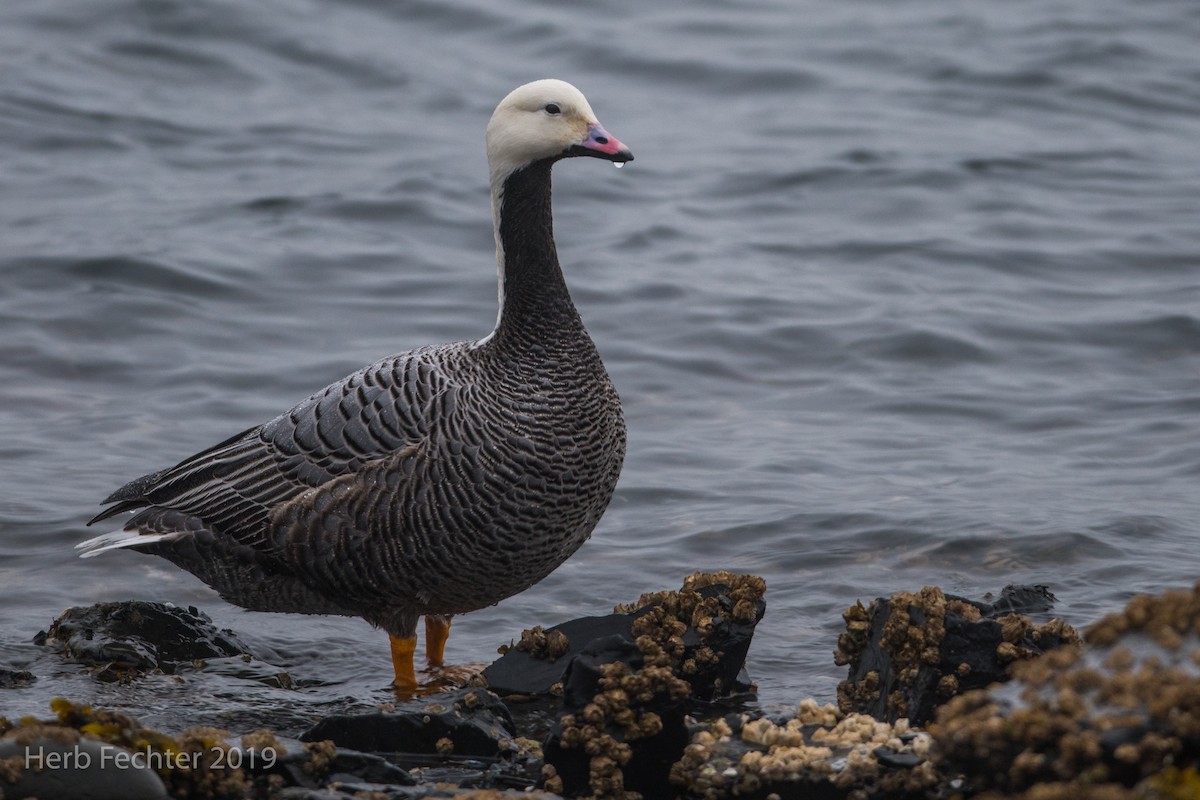 Emperor Goose - ML638151509
