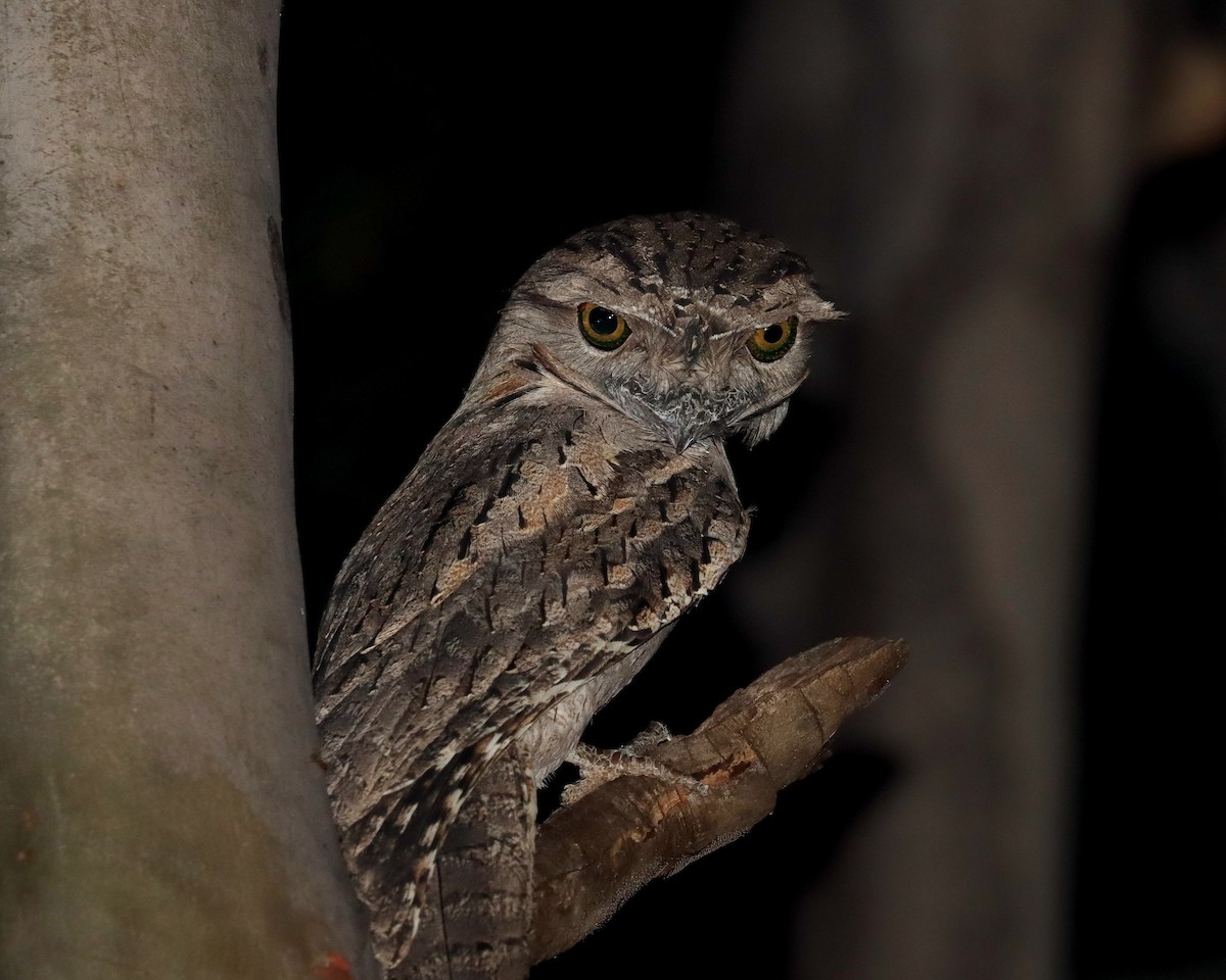 Tawny Frogmouth - ML638151511
