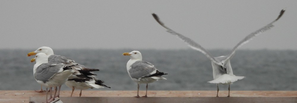American Herring Gull - ML638151513