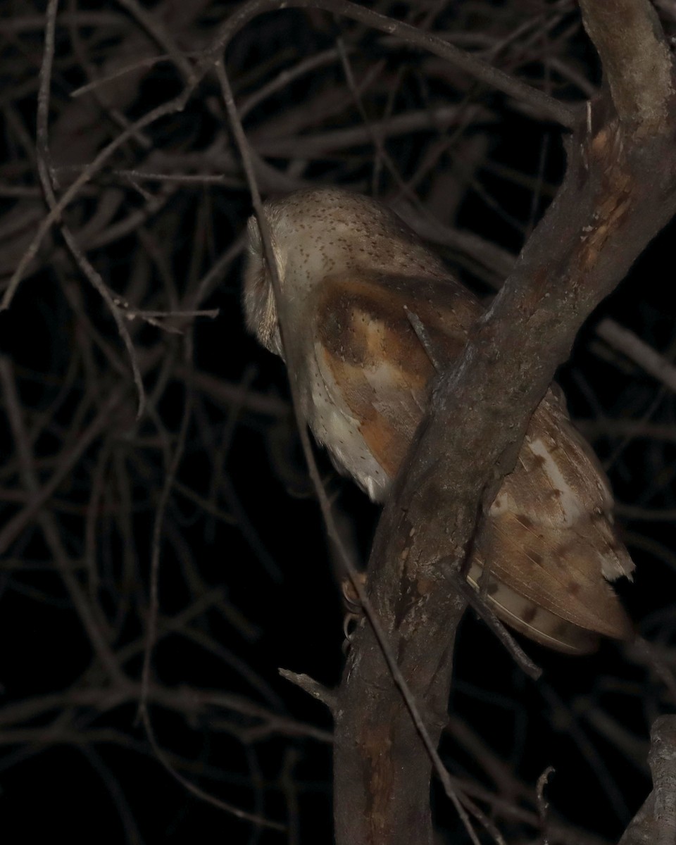 Eastern Barn Owl - ML638151515