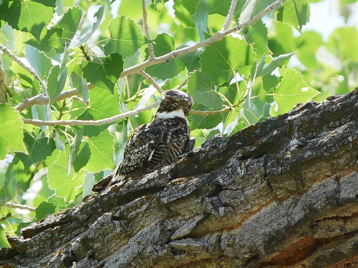 Common Nighthawk - ML638151520